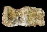 Fossil Fish (Ichthyodectes) Vertebrae - Kansas #136467-1